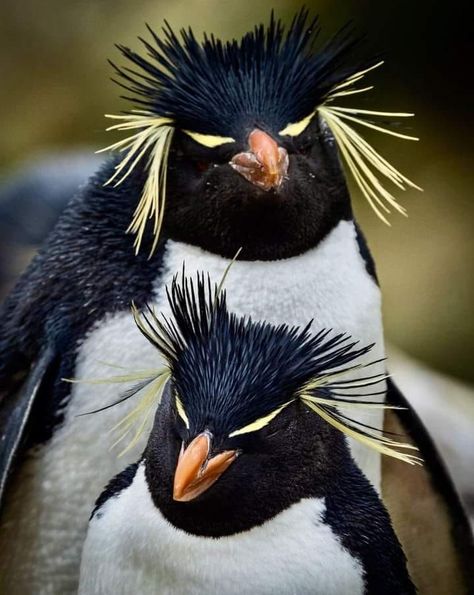 rockhopper penguin Palisman Ideas, Funny Bird Pictures, Rockhopper Penguin, Weird Birds, Penguin Art, Most Beautiful Birds, Rare Animals, Winter Animals, Funny Birds