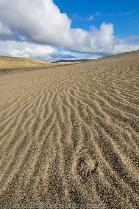 Landscape of the Great Kobuk Sand Dunes, Kobuk Valley National Park, Alaska. Kobuk Valley National Park, Bear Tracks, American National Parks, Arctic Circle, Desert Sand, Grizzly Bear, Sand Dunes, Travel Goals, Special Places