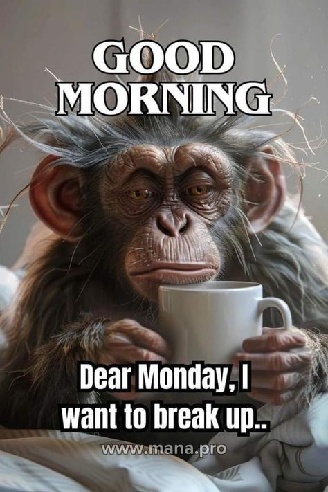 Good Morning Monday Funny, Happy Monday Quotes Funny, Monday Morning Quotes Humor, Happy Monday Images Funny, Good Morning Images Funny, Monday Morning Funny, Happy Monday Funny, Funny Good Morning Pics, Good Morning Happy Tuesday Images