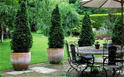 Italian Cypress, one of the best patio trees Best Indoor Trees, Italian Cypress Trees, Balkon Decor, Patio Trees, Indoor Trees, Garden Shrubs, Patio Plants, Evergreen Plants, Potted Trees