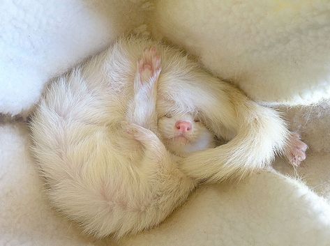 White Ferret, Baby Ferrets, Funny Ferrets, Ferret Cage, Sleeping Animals, Pet Ferret, Cute Ferrets, Hamsters, Cute Creatures