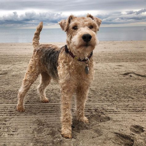 Gryffin LAKELAND TERRIER #wdogsintheworld #lakelandterrier @gryffgram © Lakeland Terrier Puppies, Dog Types, Most Expensive Dog, Expensive Dogs, Lakeland Terrier, Beautiful Dog Breeds, All Breeds Of Dogs, Kerry Blue Terrier, Wire Fox Terrier