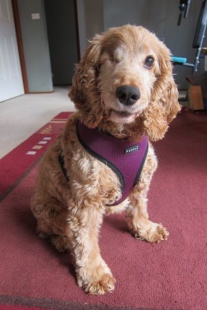 Lucy - an 8 year old english cocker spaniel dog that has lost one eye due to glaucoma and is blind in the other eye. Dog Veterinary, Dog First Aid, Dog Advice, Blind Dog, Working Cocker, Animal Ideas, Animal Behaviorist, Dog Clothes Diy, Best Puppies