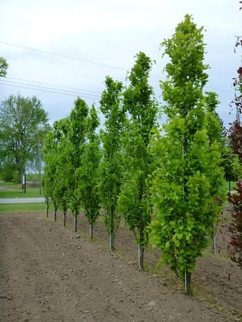 Fagus Sylvatica, Trees For Front Yard, Types Of Hydrangeas, Broadleaf Evergreen, Columnar Trees, Best Perennials, Lawn Edging, Low Maintenance Landscaping, Low Maintenance Garden