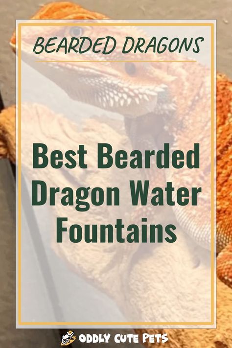 Keep a bearded dragon water fountain on hand to help your pet stay hydrated. Check out our review of the best 3 to add to your enclosure. [DETAILS] Bearded Dragon Tile Floor, Bearded Dragon Water Fountain, Dragon Water Fountain, Lizard Habitat, Diy Reptile, Bearded Dragon Diy, Bearded Dragon Enclosure, Bearded Dragon Cage, Bearded Dragon Habitat