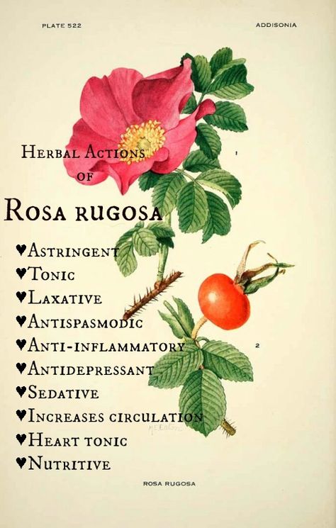 rosa-rugosa-herbal actions Rosa Rugosa Illustration, Rosa Rugosa Tattoo, Rosa Rugosa, Illustration Botanique, Wild Edibles, Botanical Illustrations, 수채화 그림, Illustration Vintage, Scientific Illustration