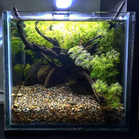 6 Gallon Fish Tank, Betta Fish Setup, Fish Tank Designs, Betta Fish Planted Tank, Cube Fish Tank Ideas, Natural Betta Fish Tank, Guppy Tank Setup, Planted Nano Tank, Betta Tank Ideas Aquascaping