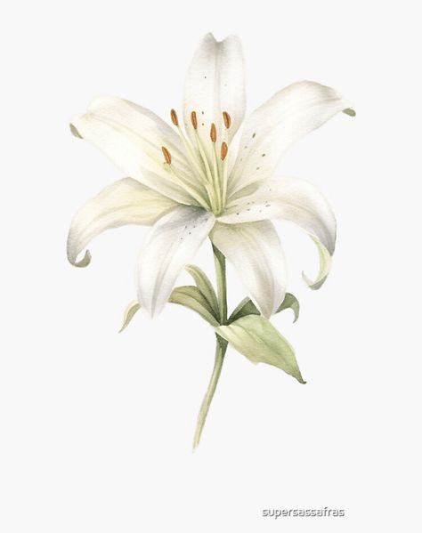 A watercolor design for a white lily White Lily Watercolor, White Lily Illustration, White Lilies Painting, White Watercolor Flowers, White Lily Drawing, White Lily Painting, Lilly Illustration, Watercolor Lillies, Watercolour Lily