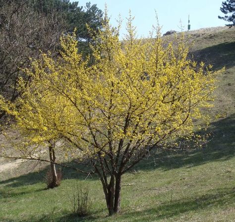 Cornelian Cherry, Pinterest Plant, Cornus Mas, Bonsai Seeds, Garden Diary, Patio Pots, Tall Trees, Landscaping Company, Garden Trees