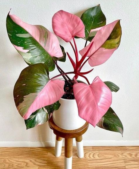 Philodendron Pink Princess, Small Purple Flowers, نباتات منزلية, Pink Plant, Starter Plants, Pink Leaves, Low Maintenance Plants, Perfect Plants, House Plants Indoor