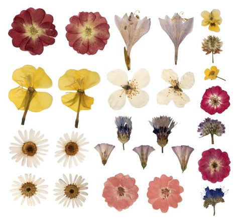 Preserve flower samples in wax paper for a keepsake from each gardening season. Pressing Flowers, Flowers Pressed, Pressed Flower Crafts, Fleurs Diy, Fruit Arrangements, Flower Craft, Topiaries, Pressed Flower Art, Arte Inspo