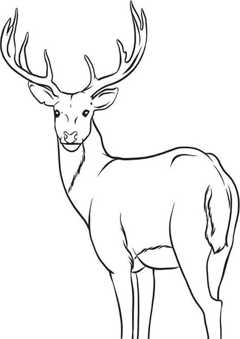 TULAMAMA PRINTS Deer Coloring Pages, Male Deer, Deer Drawing, Forest Drawing, Deer Pictures, Color Sheets, Deer Art, Wood Burning Patterns, A Deer