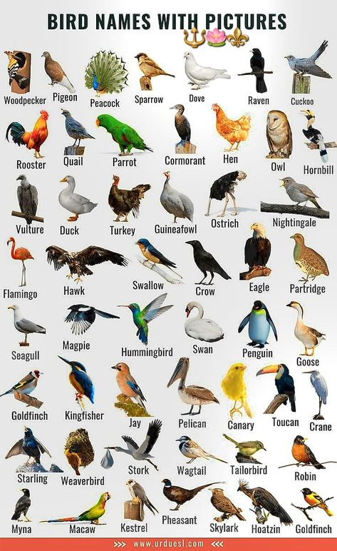 Animal Types, Type Of Birds, Types Of Birds, Types Of Eagles, Names Of Birds, Animals Name In English, Pig Breeds, Animal Infographic, Bird Breeds