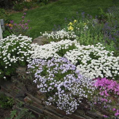 GROUND COVER: Phlox subulata (Moss Phlox) Phlox Subulata, Moss Phlox, Rock Walls, Native Plant Gardening, Invasive Plants, Plant Problems, Perennial Shrubs, Pollinator Garden, Master Gardener