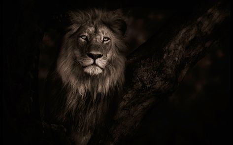 lion wallpaper for desktop background Lion Background, Lion Hd Wallpaper, 4k Ultra Hd Wallpapers, Black And White Lion, Ultra Hd 4k Wallpaper, 4k Wallpapers For Pc, Lions Photos, Lion Illustration, Lion Wallpaper