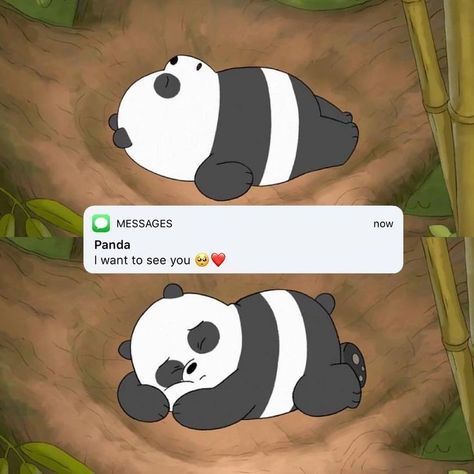 Panda Bears Wallpaper, Funny Panda Pictures, Screensaver Iphone, Bears Wallpapers, Ice Bear We Bare Bears, Bear Quote, We Bare Bears Wallpapers, Panda Panda, 강아지 그림