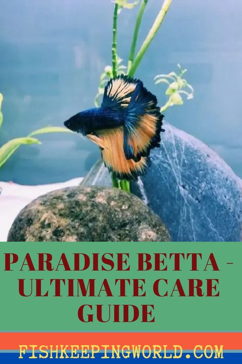 Are you familiar with paradise betta fish? These aquarium fish are striking and delicate, and they certainly make eye catching fish tank inhabitants. Read through Fish Keeping World’s ultimate care guide and learn how to look after these gorgeous fish so that you can keep them happy and healthy at all times. #aquariumfish #fishtank #betafish #paradisebetta #paradisebettafish Fish Keeping, Betta Fish Care, Fishing For Beginners, Beta Fish, Fish Care, Pet Fish, Catching Fish, Fish Tanks, Betta Fish