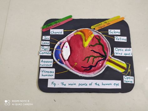 Human Eye Model Project, Human Eye Diagram, Eye Diagram, Parts Of An Eye, Eye Project, Biology Project, Science Model, Anatomy Of Human, Eye Structure