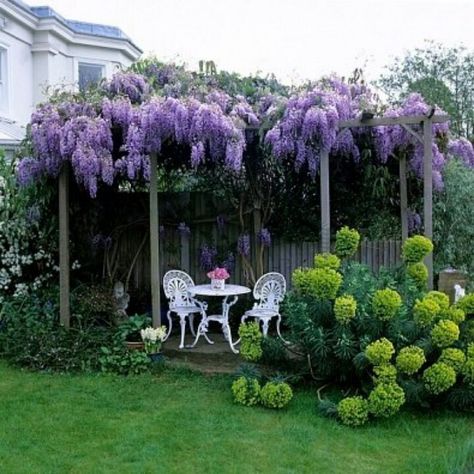 Love wisteria Misc Organization, Wisteria Trellis, Corner Patio, Wisteria Pergola, Wisteria Garden, Wisteria Plant, Garden Arch Trellis, Mama Earth, Trellis Ideas