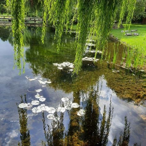 Willow Creek Aesthetic, Willow Aesthetic, Creek Aesthetic, Willow Water, Lake Aesthetic, Cute Beach Pictures, Willow Branches, Willow Creek, Weeping Willow