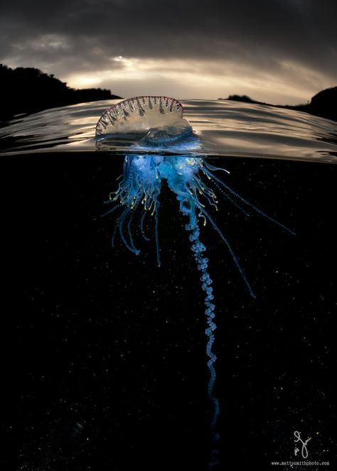 "It's taken me several early mornings to develope this lighting technique. Using high powered underwater strobes place beneath the blue bottles I hit them with a burst of light, the crystal clear deep water reflects no light but the bluebottles pop with that amazing electric cyan blue colour! And framed againt the the silhouette backdrop of the bay and the orange glow from the sun I think they look quite amazing wouldn't you agree?  Well done mother nature you did it again!" - Matt Smith National Geographic Photo Contest, Cnidaria, Under The Water, Underwater Photos, Matt Smith, Ocean Creatures, National Geographic Photos, Underwater Photography, In The Ocean