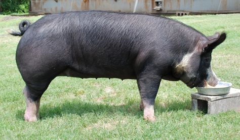 Berkshire Pig - Thomas has a customer that swears the last pig we butchered for him was the best he ever had. This after his girls raised pigs for 15+ years. Berkshire Pig, Pig Houses, Berkshire Pigs, National Pig Day, Show Pigs, Pig Breeds, Raising Pigs, 3 Little Pigs, Pig Pen