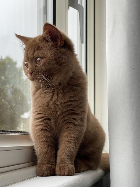 #browncat #kitten #britishshorthair #cinnamon #cinnamonbritishshorthair #brownkitten #brownbritishshorthair Cinnamon British Shorthair Cats, Brown British Shorthair, Napoleon Cat, Selkirk Rex Kittens, Cat British Shorthair, Cute Cat Names, Exotic Shorthair Cat, British Shorthair Kittens, British Short Hair