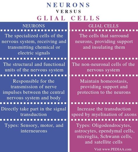 Glial Cells Nervous System, Bio Psychology, Neuron Structure And Function, Biology Study Notes, Cell Definition, Neuron Structure, Nervous Tissue, Botanical Academia, Teas Exam