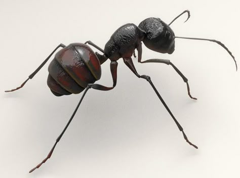 Crawling Animals, Ant Tattoo, Ant Art, Get Rid Of Ants, Ant Farms, Animal Study, Beautiful Bugs, Arthropods, Insect Art