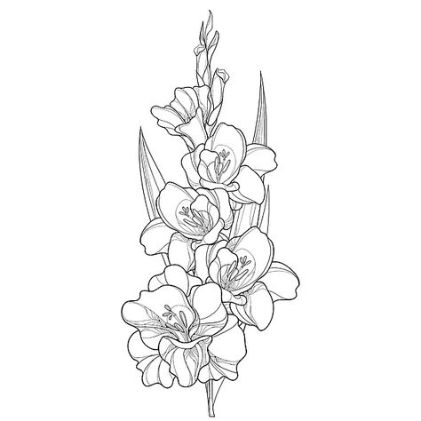 Gladiolus Drawing Simple, Gladiolus Flower Drawing, Gladiolus Flower Drawing Tattoos, Gladiolus Flower Outline, Gladiolus Line Art, Drawing Gladiolus Flower, Daffodil Tattoo, Gladiolus Flower, Lily Flower