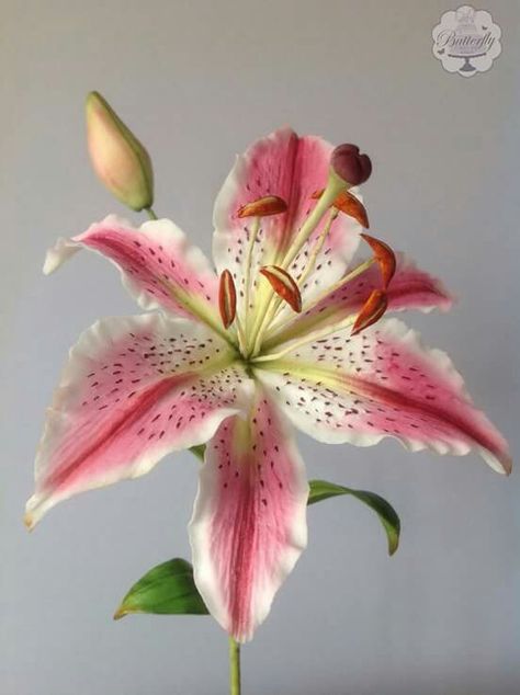 Lilium Flower, Giant Paper Flower Tutorial, Lily Pictures, Fondant Flower Tutorial, Grow Gorgeous, Stargazer Lily, Diy Crafts Paper Flowers, Gum Paste Flowers, Fondant Flowers