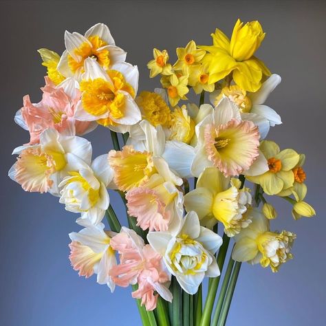 Daffodil Bouquet, First Flowers Of Spring, Flower Farmer, Nothing But Flowers, Flower Therapy, Bouquet Of Flowers, Arte Floral, Flower Farm, Mellow Yellow