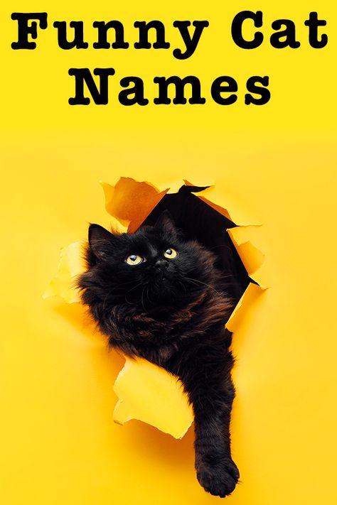 Cat Names Ideas, Cat Names Funny, Cat Name Ideas, Funny Pet Names, Cats Names Ideas, Cat Name Ideas Unique, Weird Cat Names, Cute Name For Cat, Name Cat Ideas