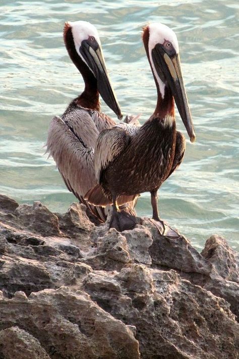 Pelican Bay, Gulf Of Mexico, Prints Wall Art, Create Photo, Art Gifts, Share Photos, Gifts Wedding, Family And Friends, Photo Books