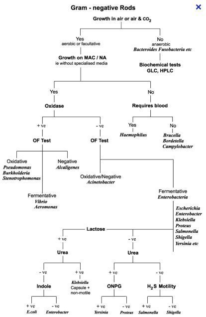 Gram Positive Bacteria, Microbiology Study, Medical Technologist, Medical Lab Technician, Lab Humor, Medical Laboratory Technician, Flow Charts, Microbiology Lab, Med Lab