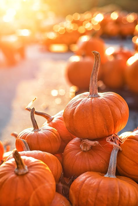 Pumpkin Patch Near Me, The Great Pumpkin Patch, Best Pumpkin Patches, Pumpkin Wallpaper, Orange Aesthetic, Best Pumpkin, Halloween Backgrounds, Wallpaper Free, Fall Pictures