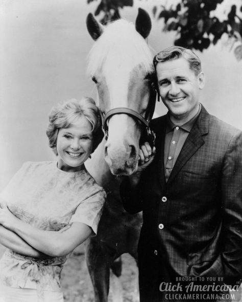 The Famous Mister Ed - Talking horse TV show Mr Ed, Perry Mason Tv Series, Mister Ed, Alan Young, Perry Mason, Classic Comedies, Old Shows, Horse Crazy, Old Tv Shows