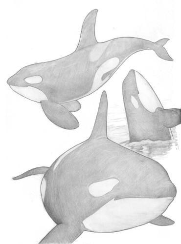 Cute Orca Drawing, Underwater Animals Drawing, Orca Painting, Monster Anatomy, Ocean Drawings, Whale Sketch, Animal Sketches Easy, Underwater Drawing, Whale Drawing