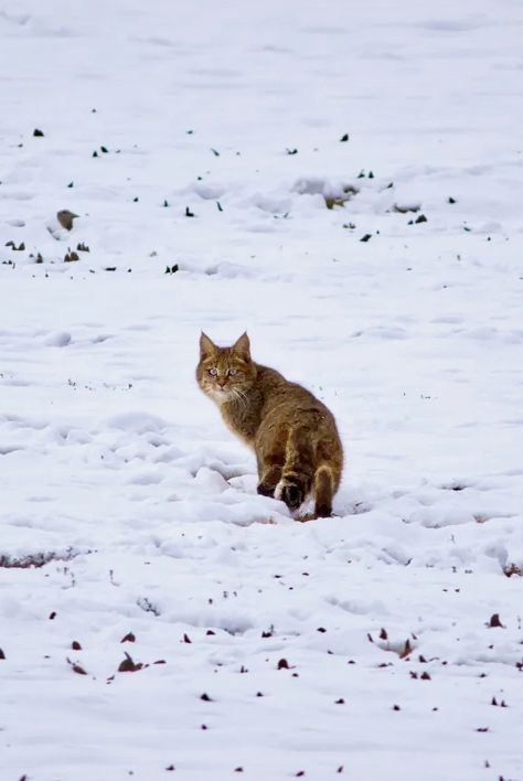 Chinese Mountains, Mountain Cat, Small Wild Cats, Pallas's Cat, Cat Species, Domestic Cat, East Asia, A Mother, Big Cats