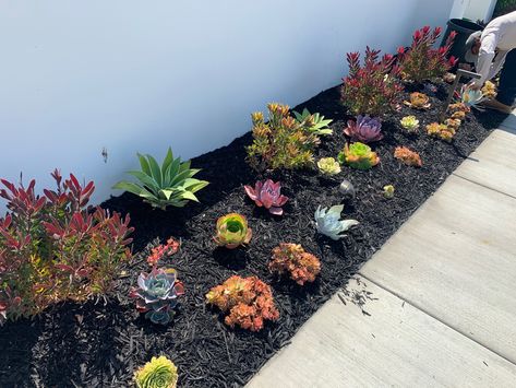 Mulch And Succulent Landscaping Ideas, Black Mulch Landscaping Front Yards, Succulent Rock Garden, Succulent Landscape, Plant Bed, Mulch Landscaping, Rose Garden Design, Garden Goals, Beach Backyard