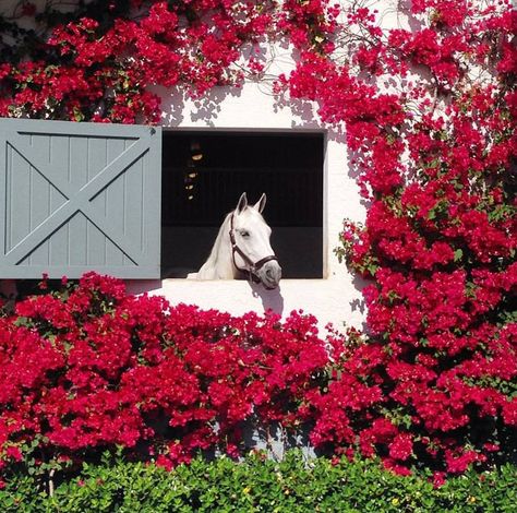 Dream Stables, Horse Barn Plans, Equestrian Aesthetic, Horse Wallpaper, Horse Aesthetic, Dream Barn, Horse Stables, Horse Barns, Cute Horses