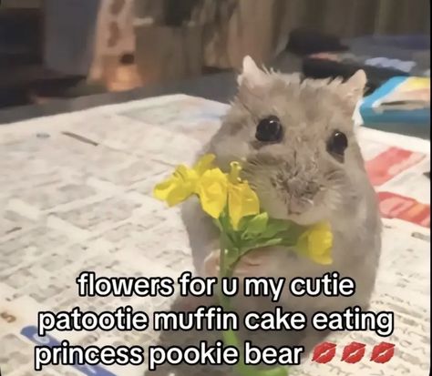 Cutie Patootie Quotes, Cute Pictures To Send To Your Friend, Silly Cats With Text, Gn Pookie, Wholesome Reaction Pics, This Could Be Us Memes Cute, Funny Wholesome, Cute Memes For Him Cat, Cute Cats Memes Funny