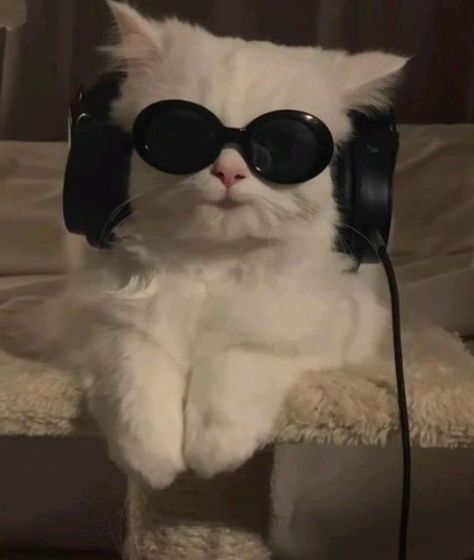 Music Profile Picture Aesthetic, Sassy Cat Aesthetic, Sassy Profile Pictures, Cute Profile Pics Aesthetic, Kitten Profile Picture, Cat Profile Picture Aesthetic, Music Profile Picture, Cats Profile, Foto Spotify