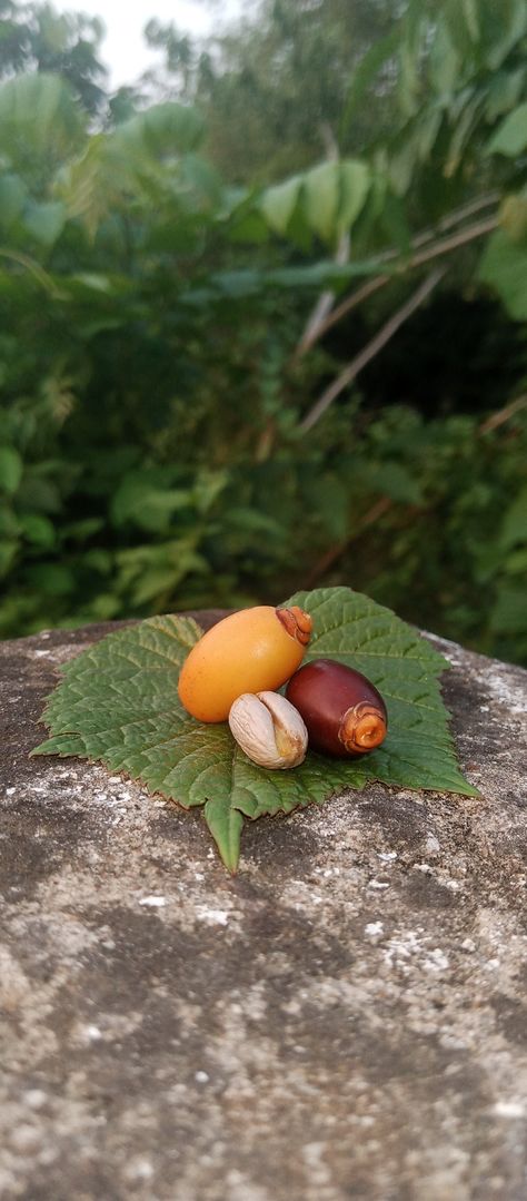 Phoenix dactylifera, commonly known as date palm is a flowering plant species in the palm family, Arecaceae, cultivated for its edible sweet fruit called dates. Phoenix Dactylifera, Date Palm, Sweet Fruit, Plant Species, The Palm, Nature Lover, Planting Flowers, Phoenix, Dates