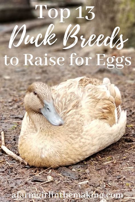 What you need to know about raising ducks for eggs, and how to get started. Discover the best egg laying ducks in this article. #ducks #duckeggs #raisingducks Egg Laying Ducks, How To Raise Ducks For Eggs, Best Ducks For Eggs, When Do Ducks Start Laying Eggs, Raising Ducks For Eggs, Duck Laying Boxes, Raising Ducks For Beginners, Duck Care, Types Of Ducks