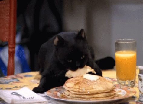 Sabrina Cat, Pancake Game, Salem Saberhagen, Salem Cat, The Awkward Yeti, Robot Cat, Pancake Day, Your Spirit Animal, Cat Character