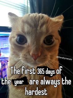 Text Story, Cats Pictures, Silly Cats Pictures, Cats Artists, Rule The World, Cat Behavior, Gone Wrong, Days Of The Year, June 15