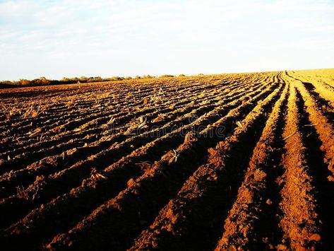 Plowed Field, Classroom Newsletter Template, Classroom Newsletter, Cotton Fields, Creating Art, Planting, Stock Images Free, Stock Images, Quick Saves