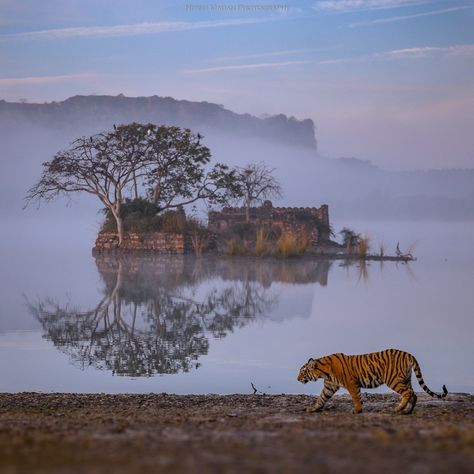 Learn the Story of Epic Photo of a Tiger at Ranthambore National Park Tiger Conservation, Tiger Walking, Beautiful Profile, Haunting Photos, Dream Images, Wild Tiger, Epic Photos, Bengal Tiger, Ancient Ruins