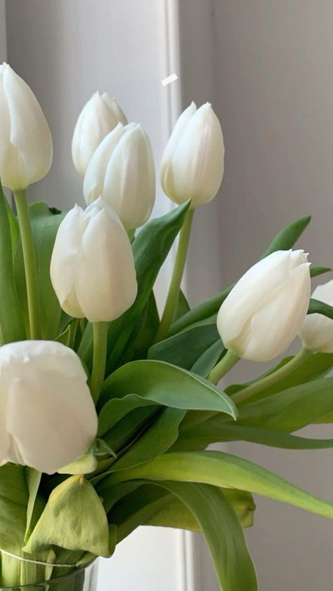 Boquette Flowers, Nothing But Flowers, Flower Therapy, White Tulips, Beautiful Bouquet Of Flowers, Tulips Flowers, Beautiful Bouquet, Flowers Nature, Green Aesthetic